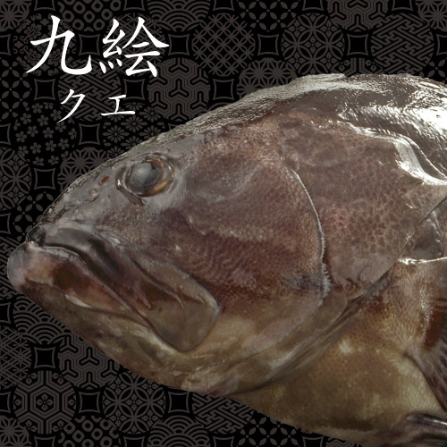 【高級魚「クエ」を食べ尽くす！】季節限定プラン