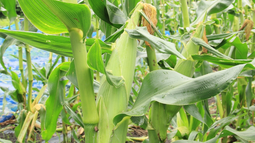 高原の野菜畑で農業体験！自家栽培のおいしい野菜と自慢の焼きたてピザを堪能♪《1泊2食付》