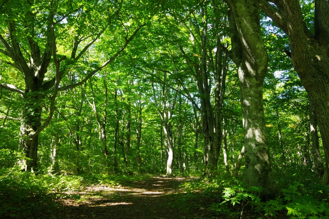 【楽天スーパーSALE】【和食会席×スタンダード】青森の恵みを味わう和の夕べ