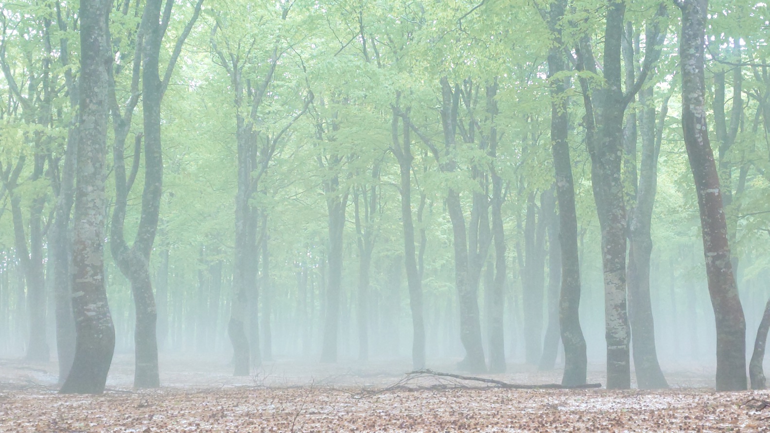 【楽天スーパーSALE】【フレンチ×スタンダード】青森の旬を味わう美食フルコース