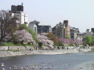 京の桜