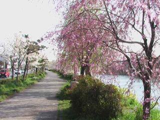 京の桜