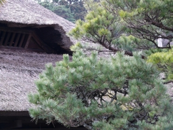 松と屋根