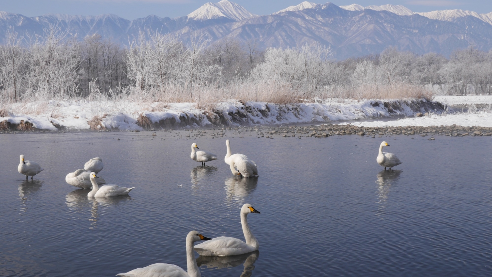 *御宝田遊水地の白鳥