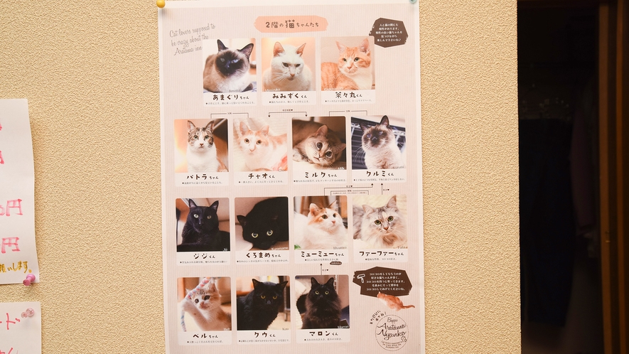 *【ニャン玉`s】それぞれのお部屋にネコちゃんたちの紹介があります。