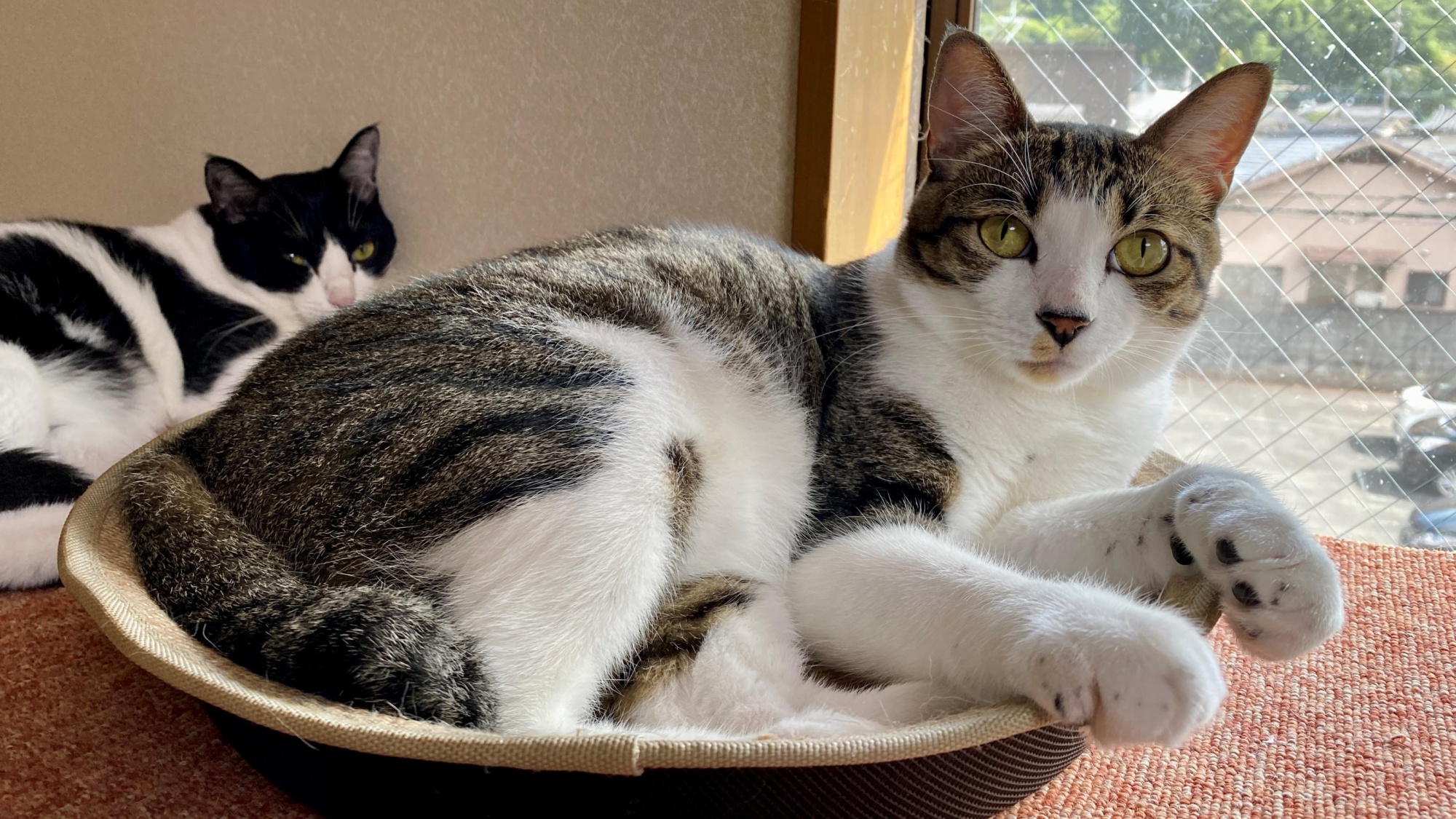 【ニャン玉`s】たくさんの保護猫たちがなかよく暮らしています♪