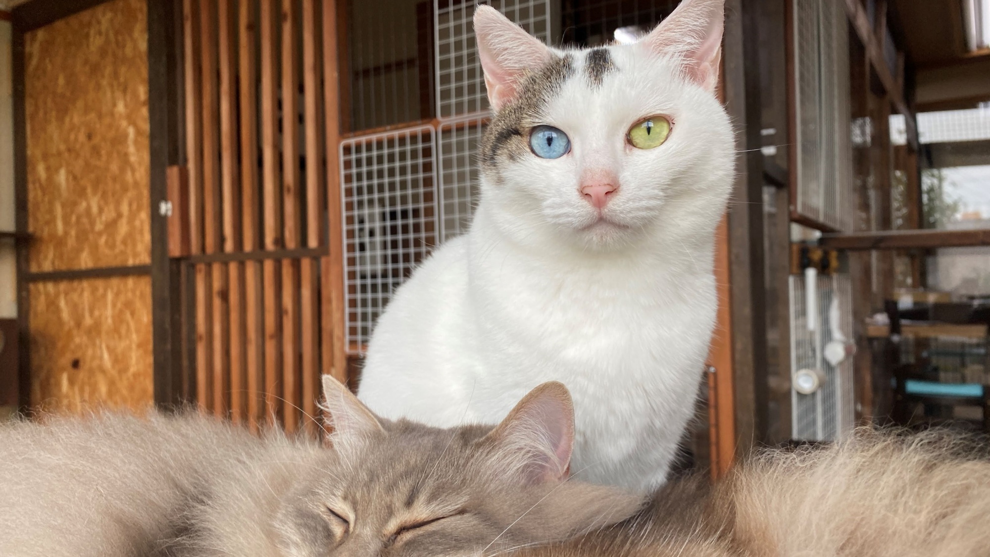 【ニャン玉`s】オッドアイのたまこ☆綺麗な目に吸い込まれそう！