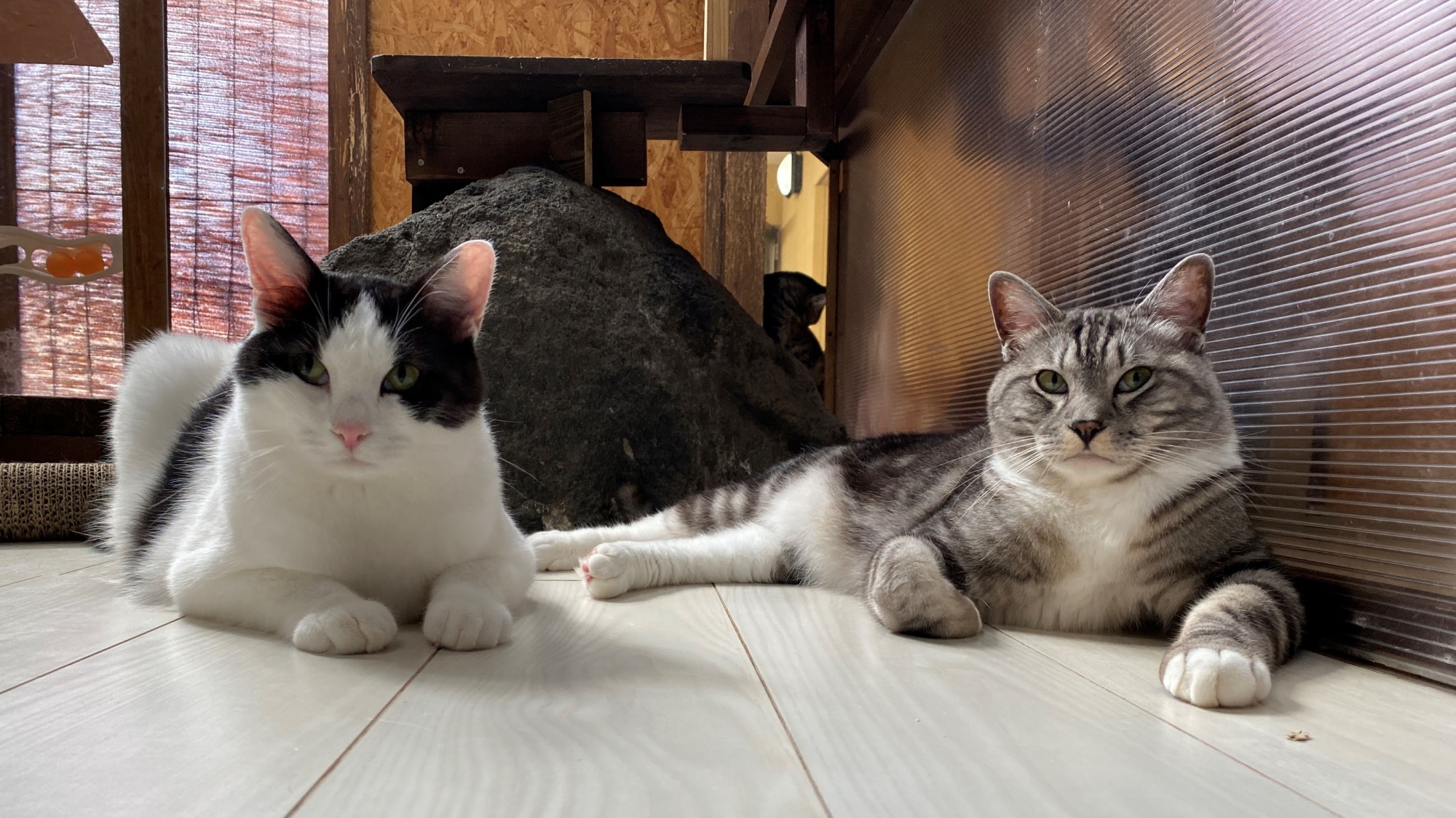 【ニャン玉`s】まるっとしたお手てがかわいい！！
