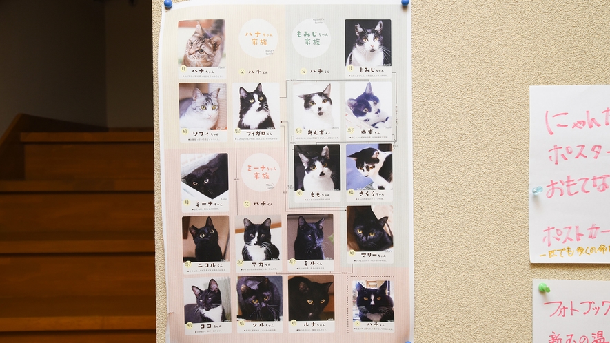*【ニャン玉`s】それぞれのお部屋にネコちゃんたちの紹介があります。