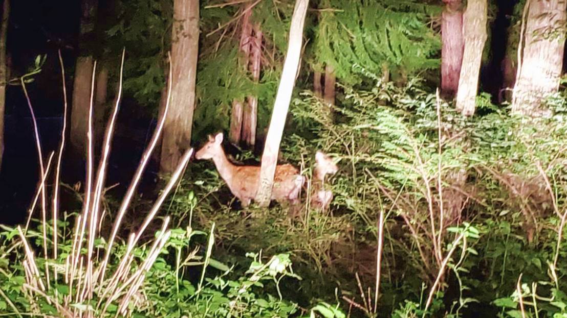 *【周辺】当館すぐ脇で出会ったまだ小さな鹿たち、自然の溢れる緑豊かで静かな環境です。