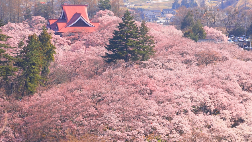 *【高遠城址公園】天下第一と称される見事な桜をお楽しみ下さい。
