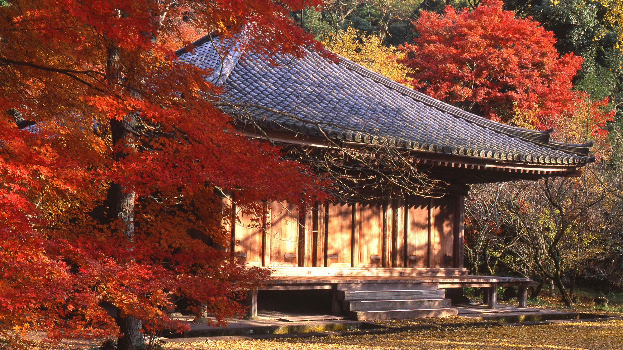 *【富貴寺】平安時代に宇佐神宮大宮司の氏寺として開かれた由緒ある寺院で紅葉の名所です。