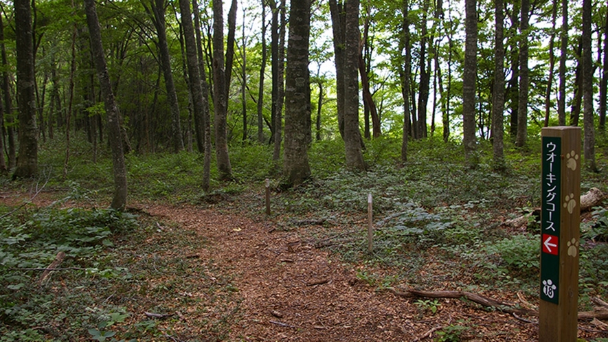 *【ひるがのの自然】ウォーキング