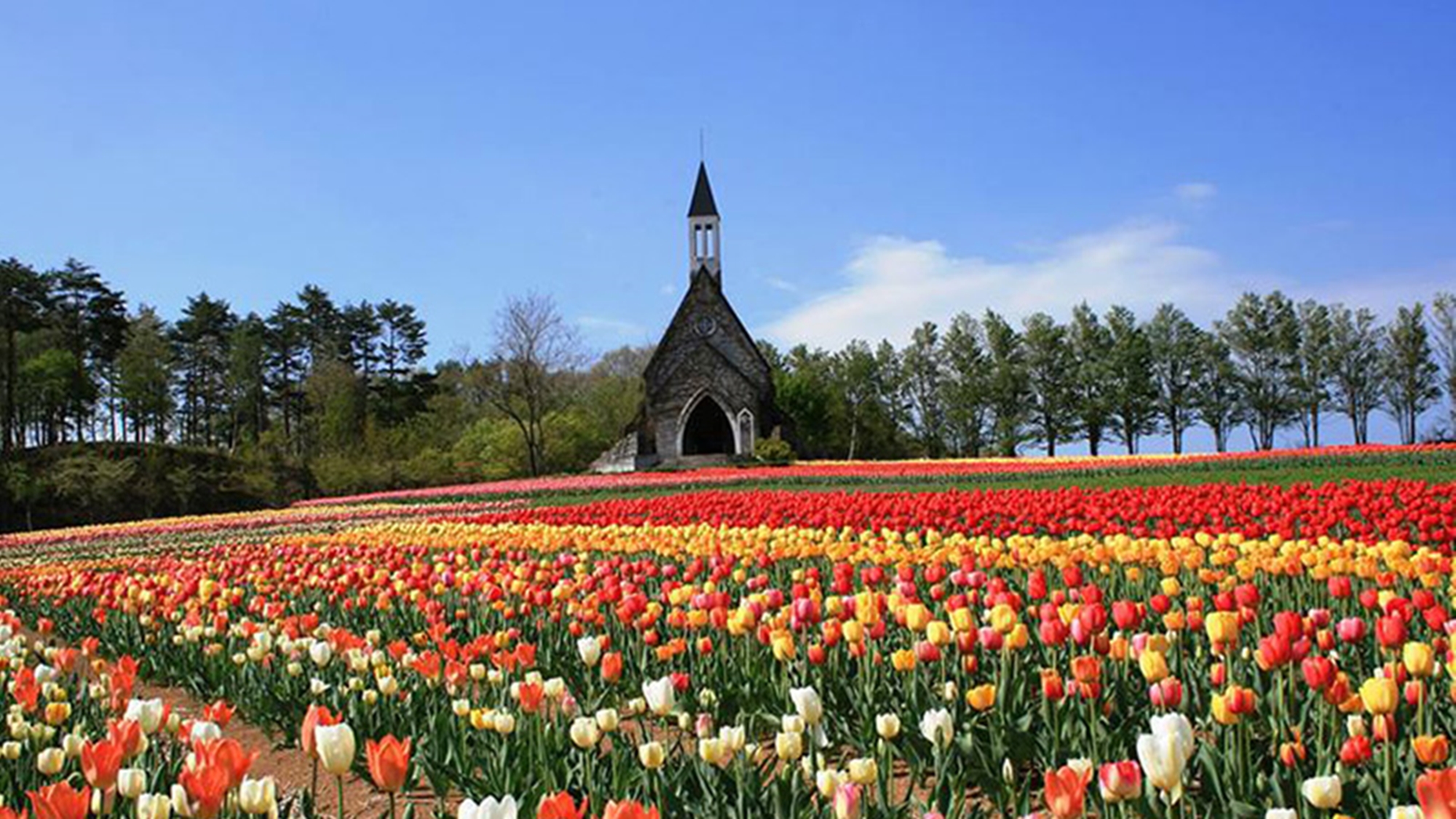 *【春】牧歌の里チューリップ（5月上旬）