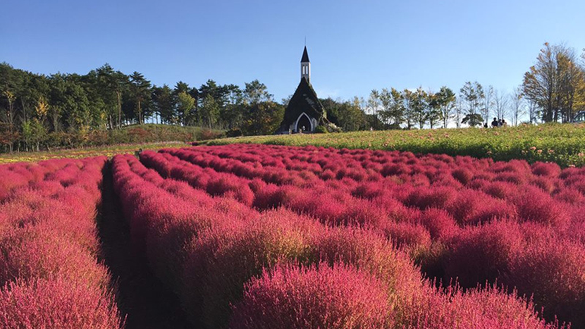 *【秋】コキアの紅葉（9月下旬～10月上旬）