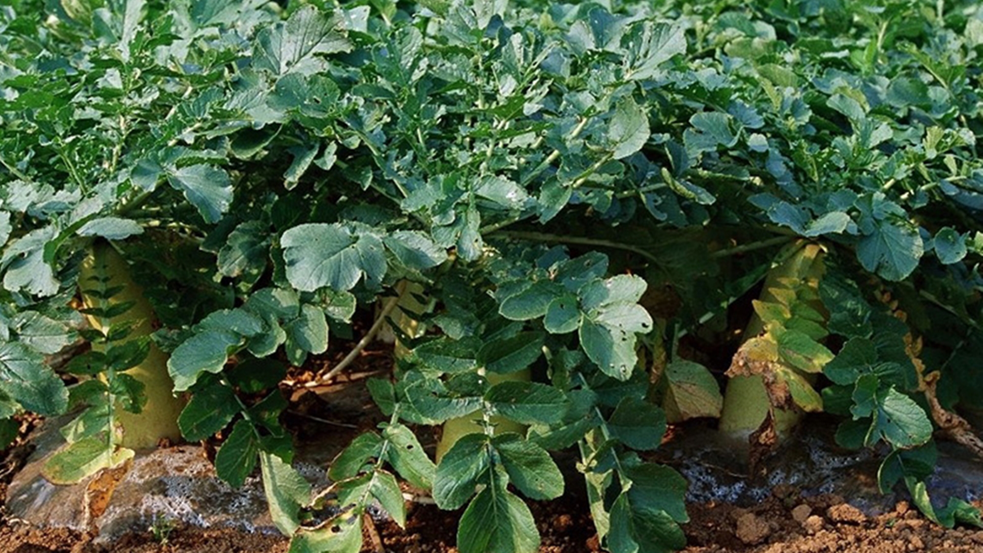 *【春】ひるがの高原 大根畑