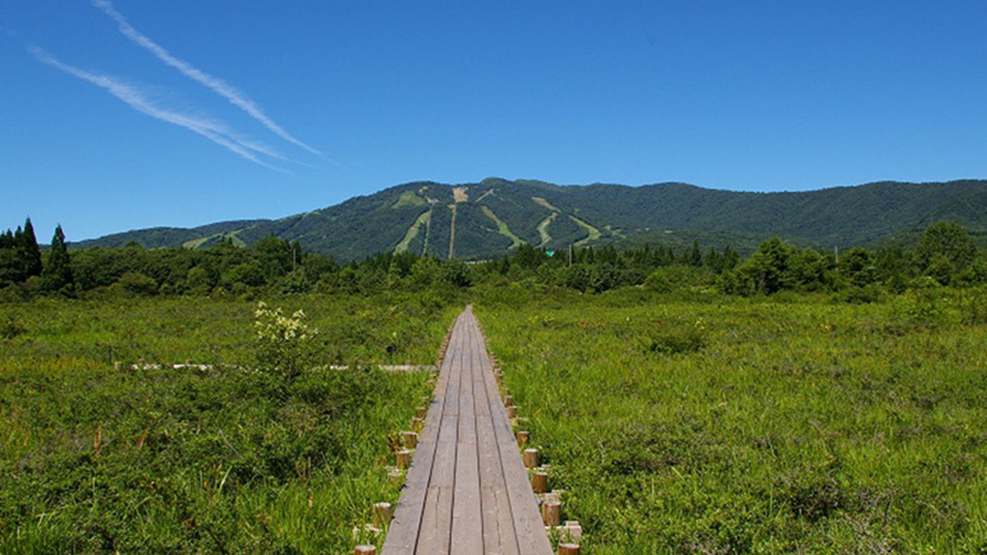 *【夏】ひるがの湿原植物園