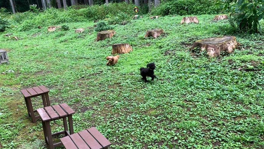 *ワンちゃんたちが遊べるちょっとした庭があります★