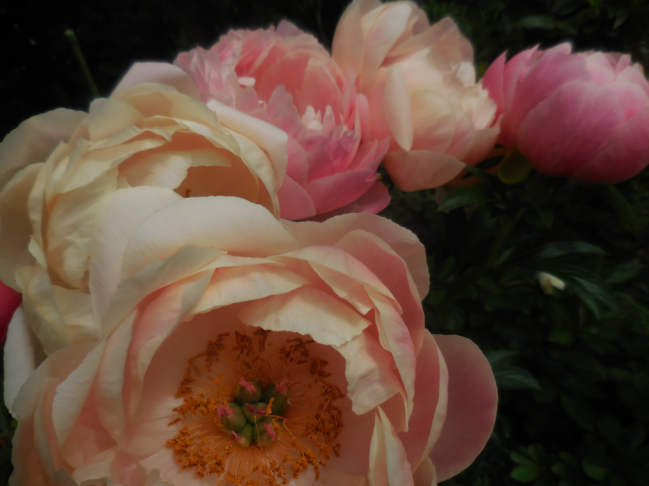 自慢のシャクヤク