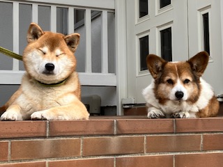 ワンちゃん、ネコちゃんもご一緒にどうぞ　僕たち大歓迎です！