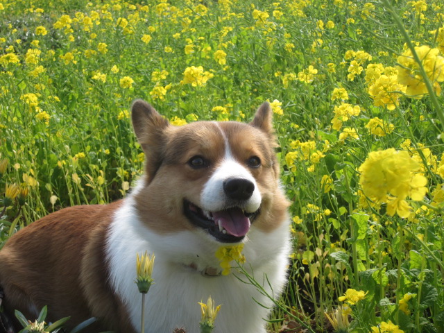 伊豆四季の花公園の菜の花畑