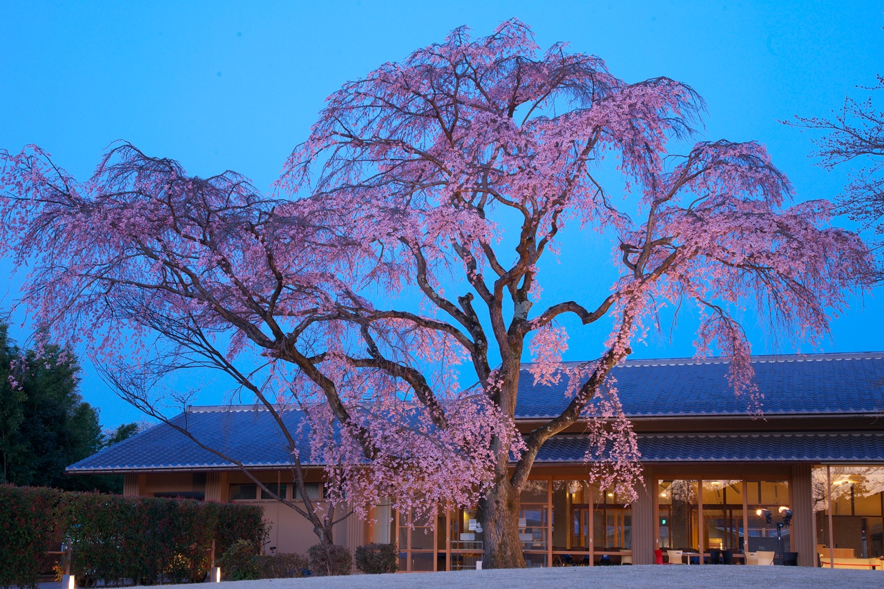 前庭の桜2