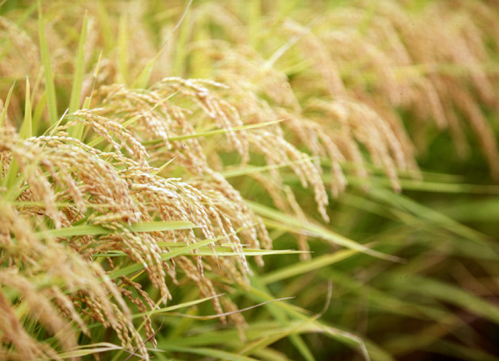 ホテル シューネスベルク 宿泊予約 楽天トラベル