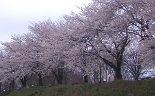 ケヤキの森の桜