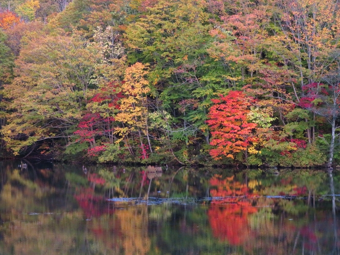 曲沢沼の紅葉②