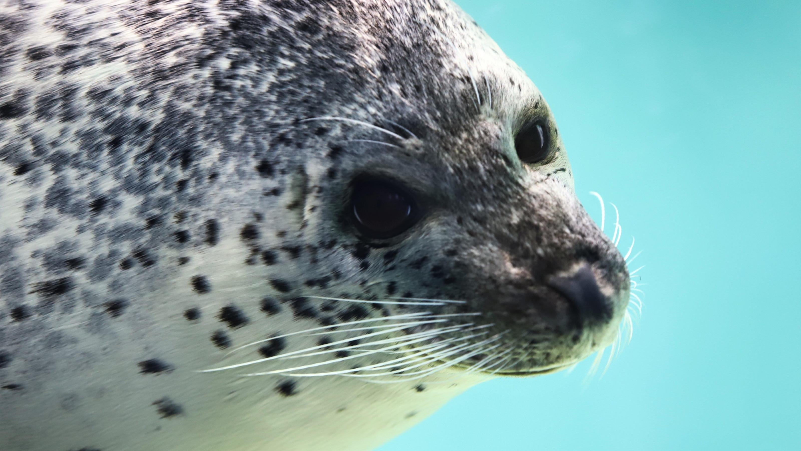 下田海中水族館　