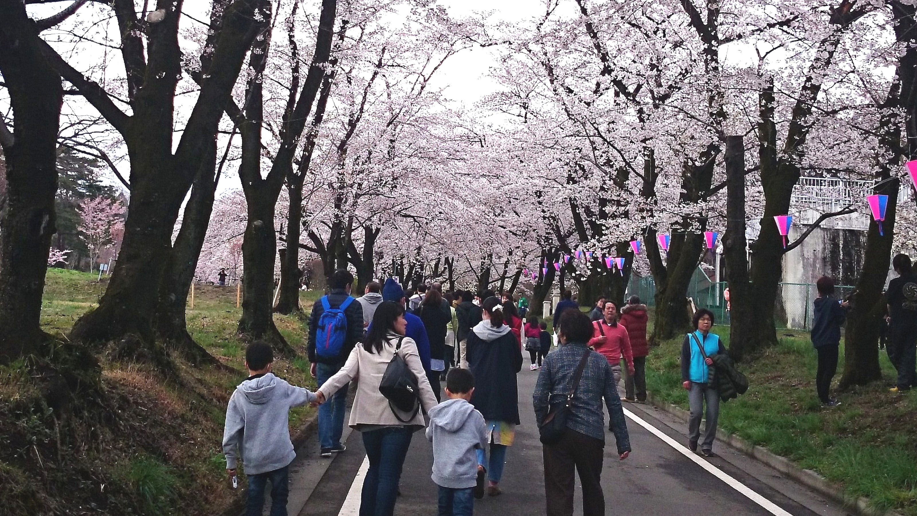赤城千本桜