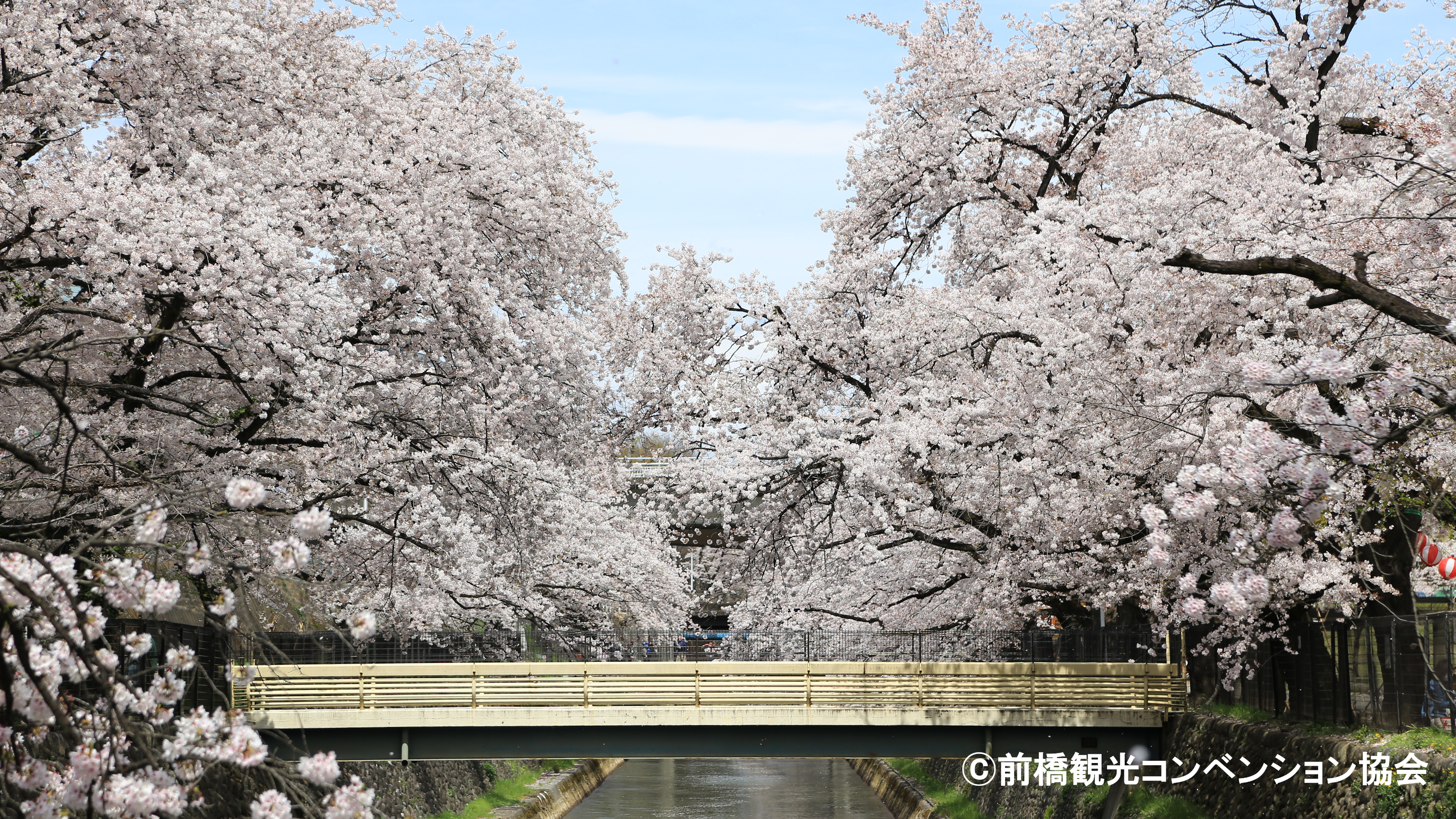 前橋公園【春】