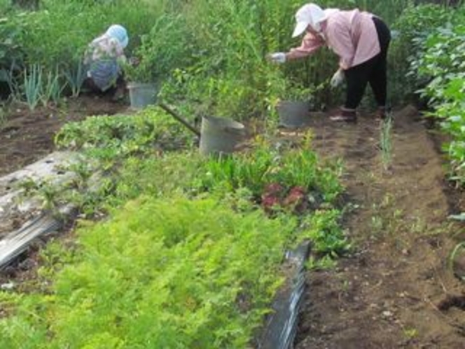 自家農園の採れたて野菜