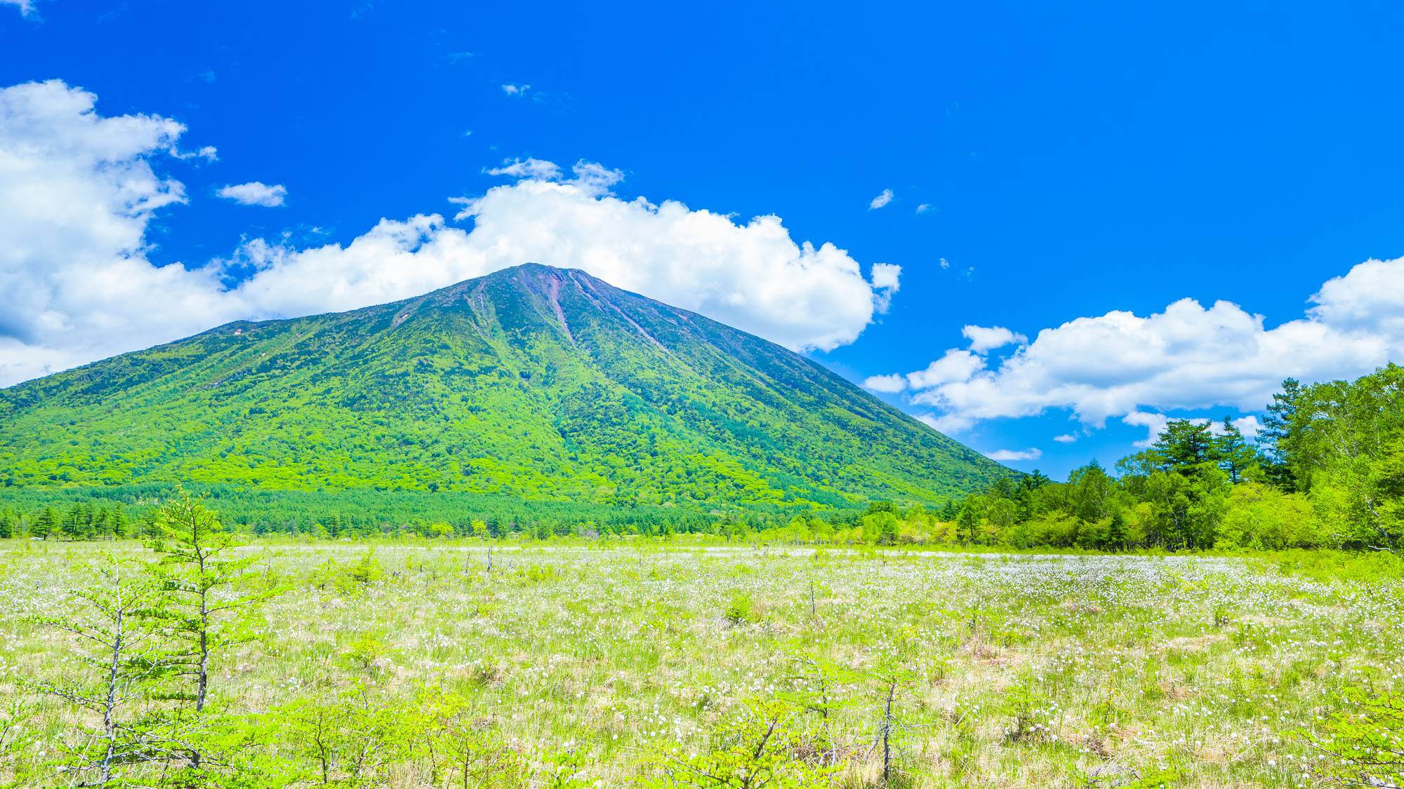 *戦場ヶ原/春は芽吹き始めた草花と丁度良い気候。ハイキングにおすすめです。