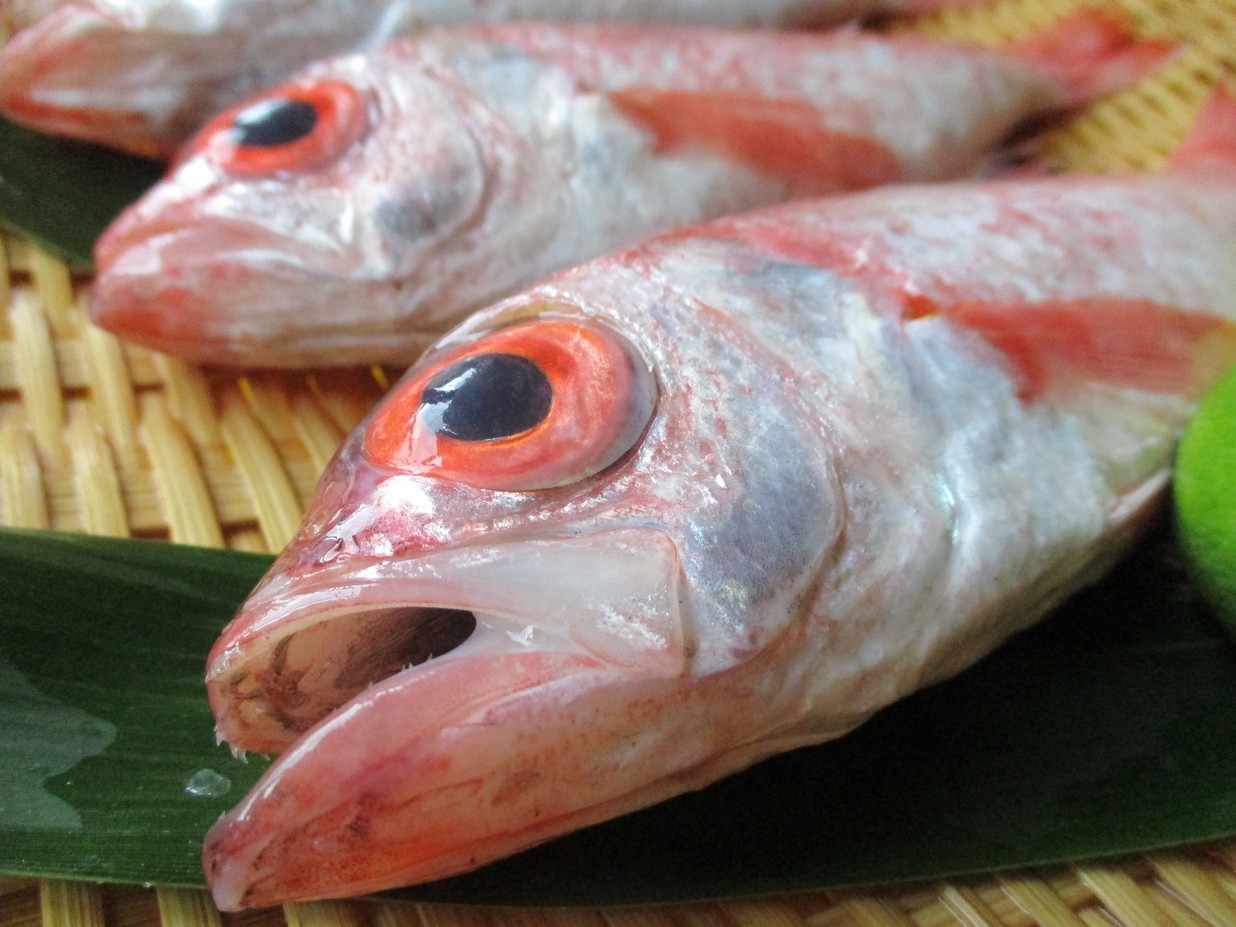食欲の秋！新鮮な海の幸・山の幸を満喫する。