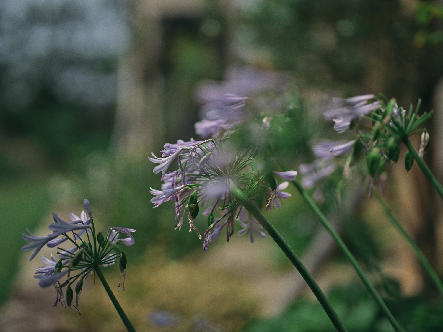 季節のお花