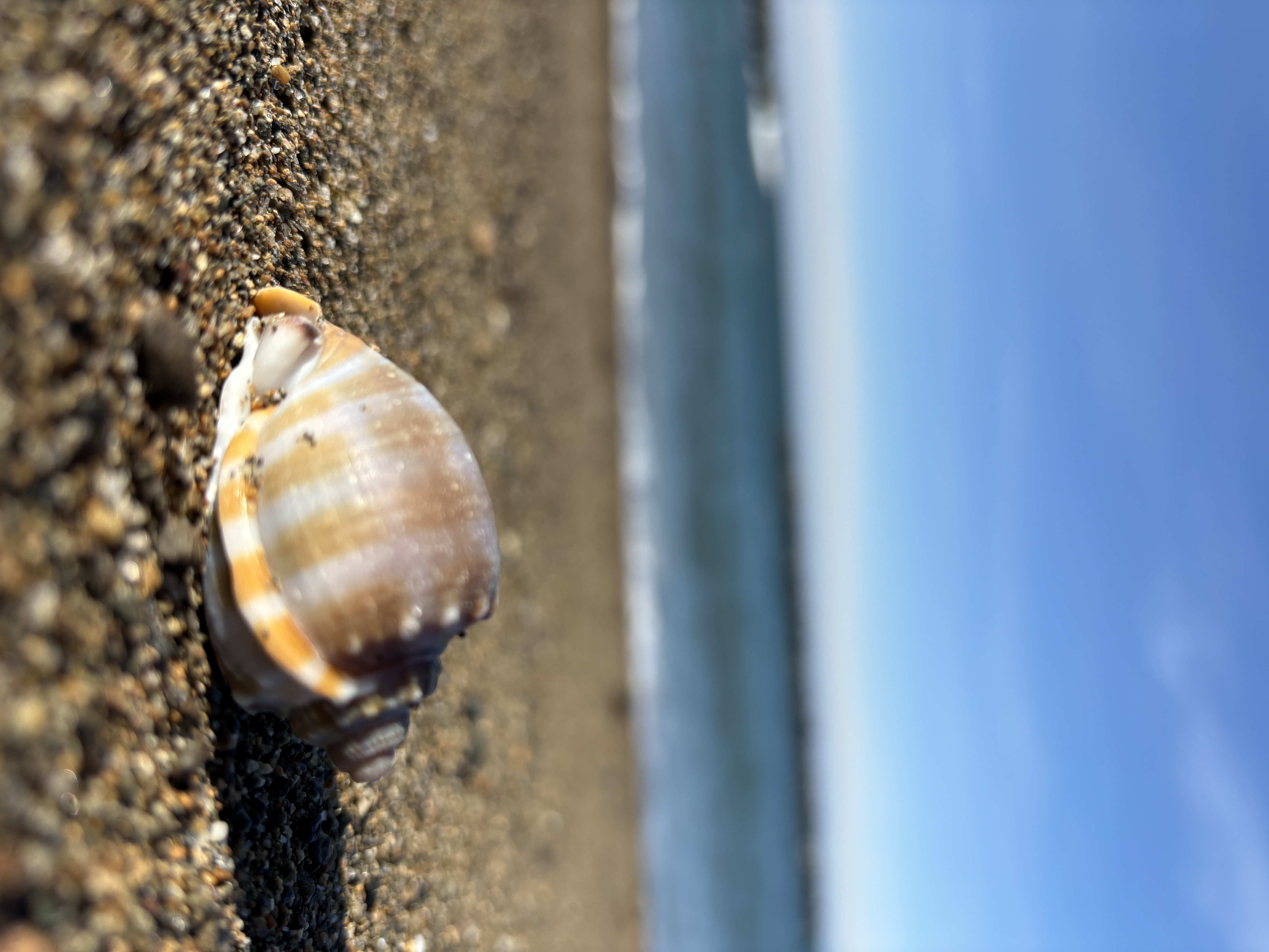 海の生き物