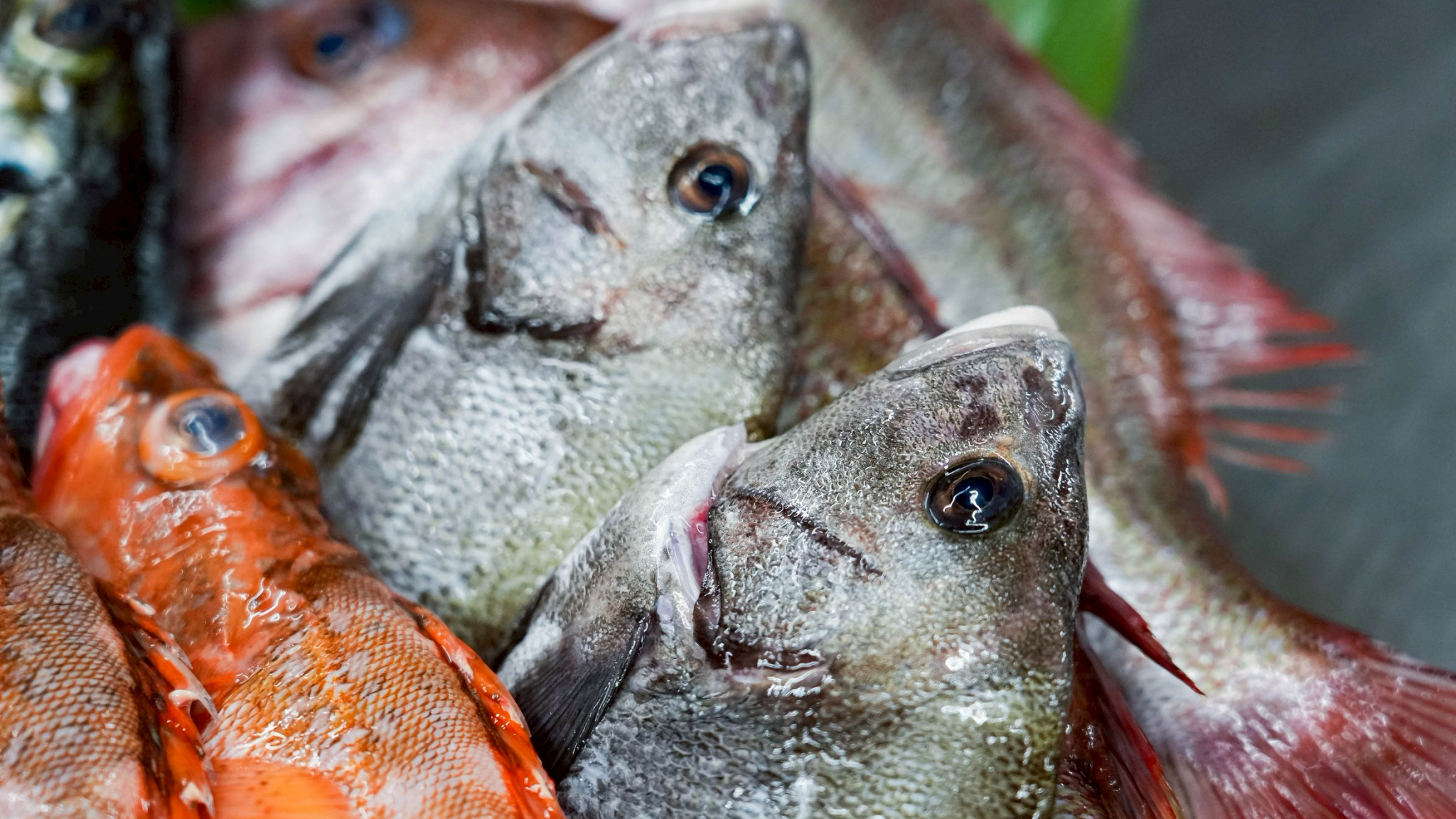 *食材イメージ/漁港の朝をそのままに。厳選された季節の地魚を、旬のまま食卓へ