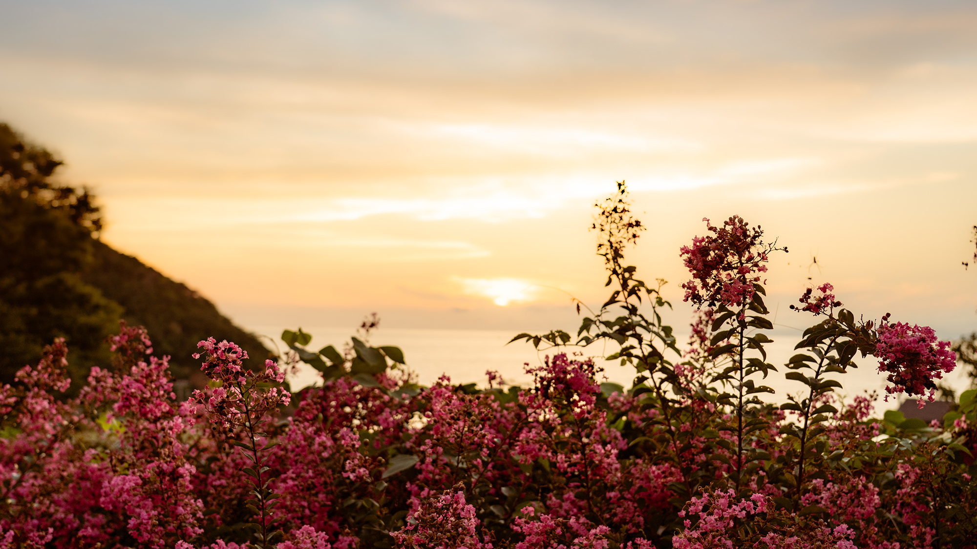 *季節の花と日本海に沈む夕日、ぜひお気に入りの夕日スポットを探してみてください