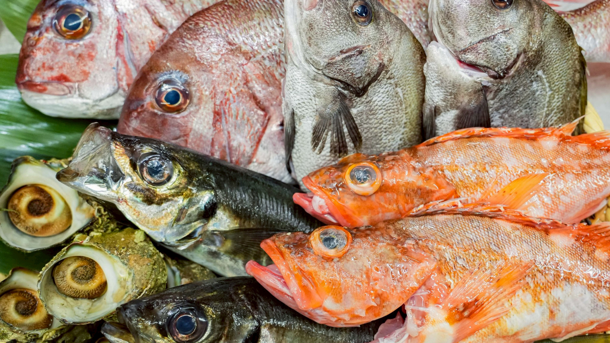*食材イメージ/日本海から直送、今日の&ldquo;ごちそう&rdquo;