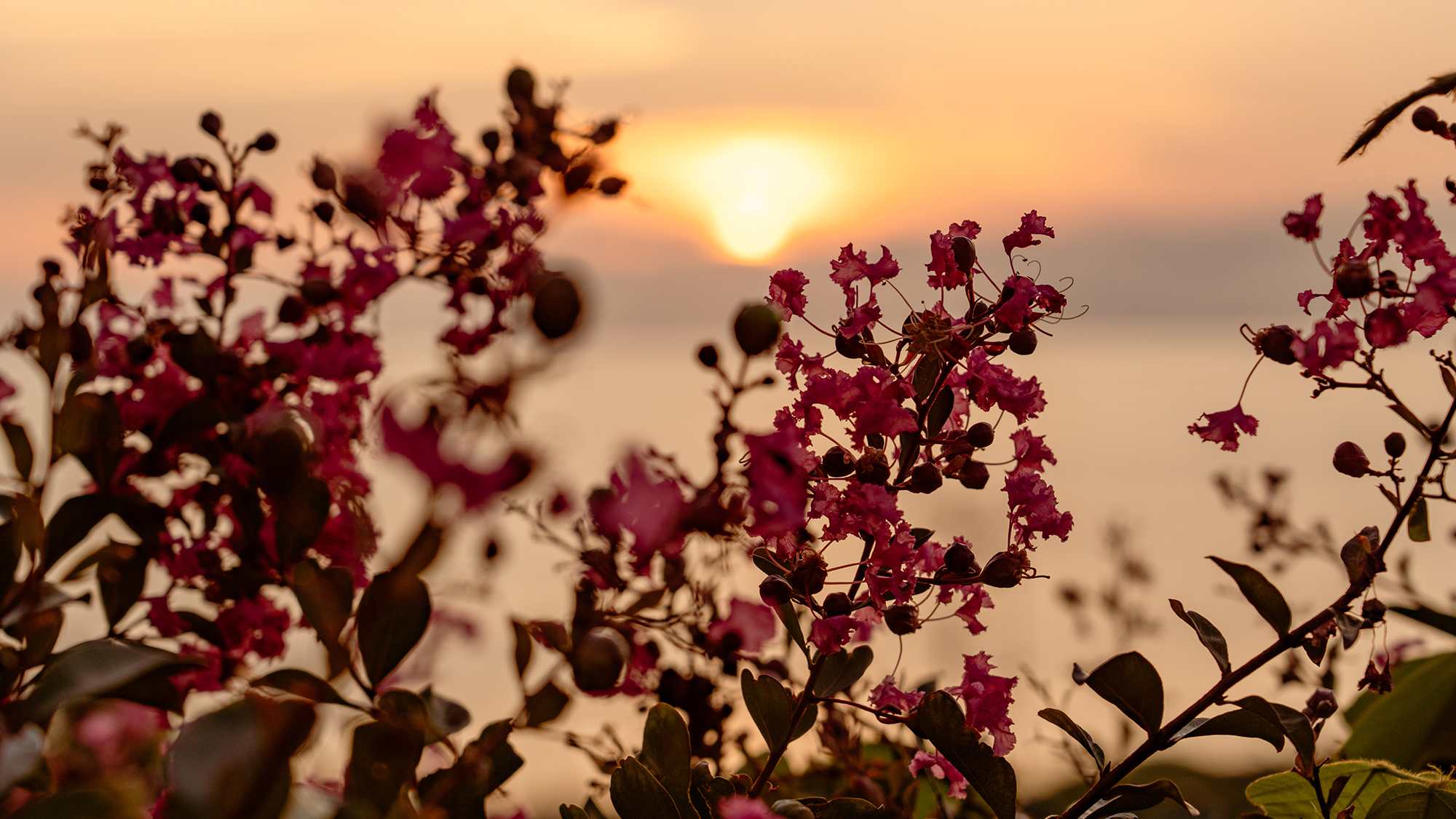 *季節の花と日本海に沈む夕日、ぜひお気に入りの夕日スポットを探してみてください