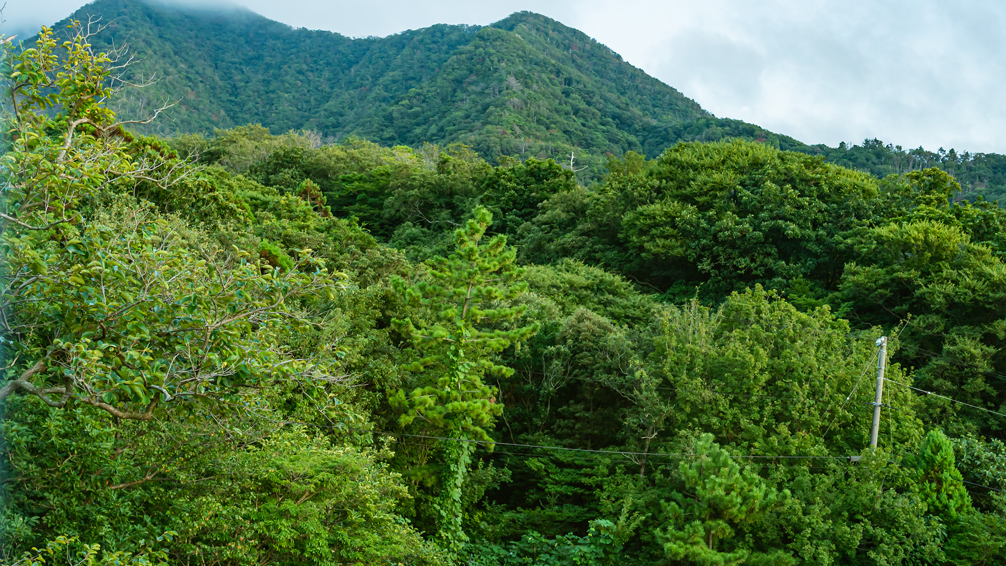 *山側には弥彦山の豊かな自然が広がっております