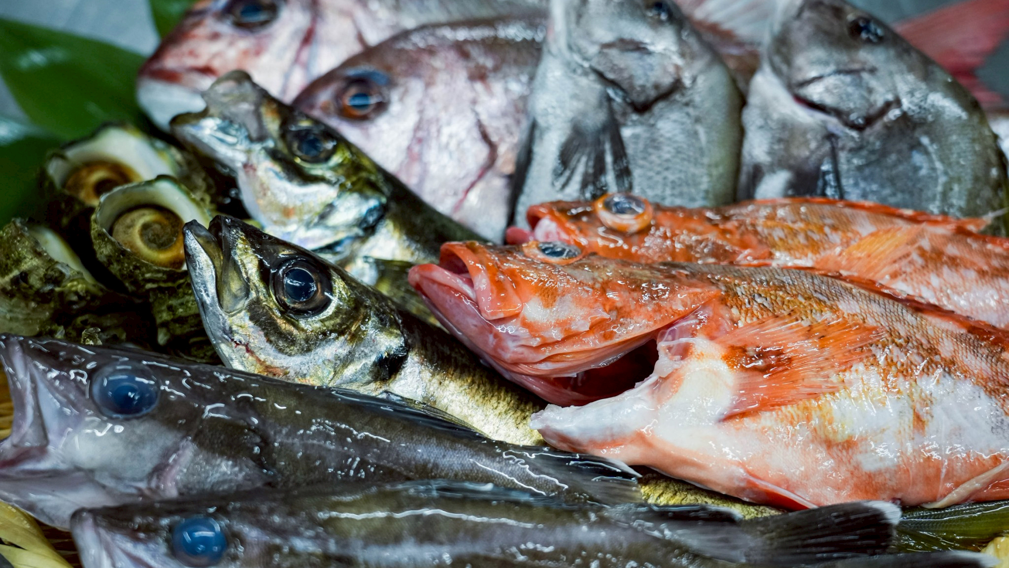 *食材イメージ/漁港の朝をそのままに。厳選された季節の地魚を、旬のまま食卓へ