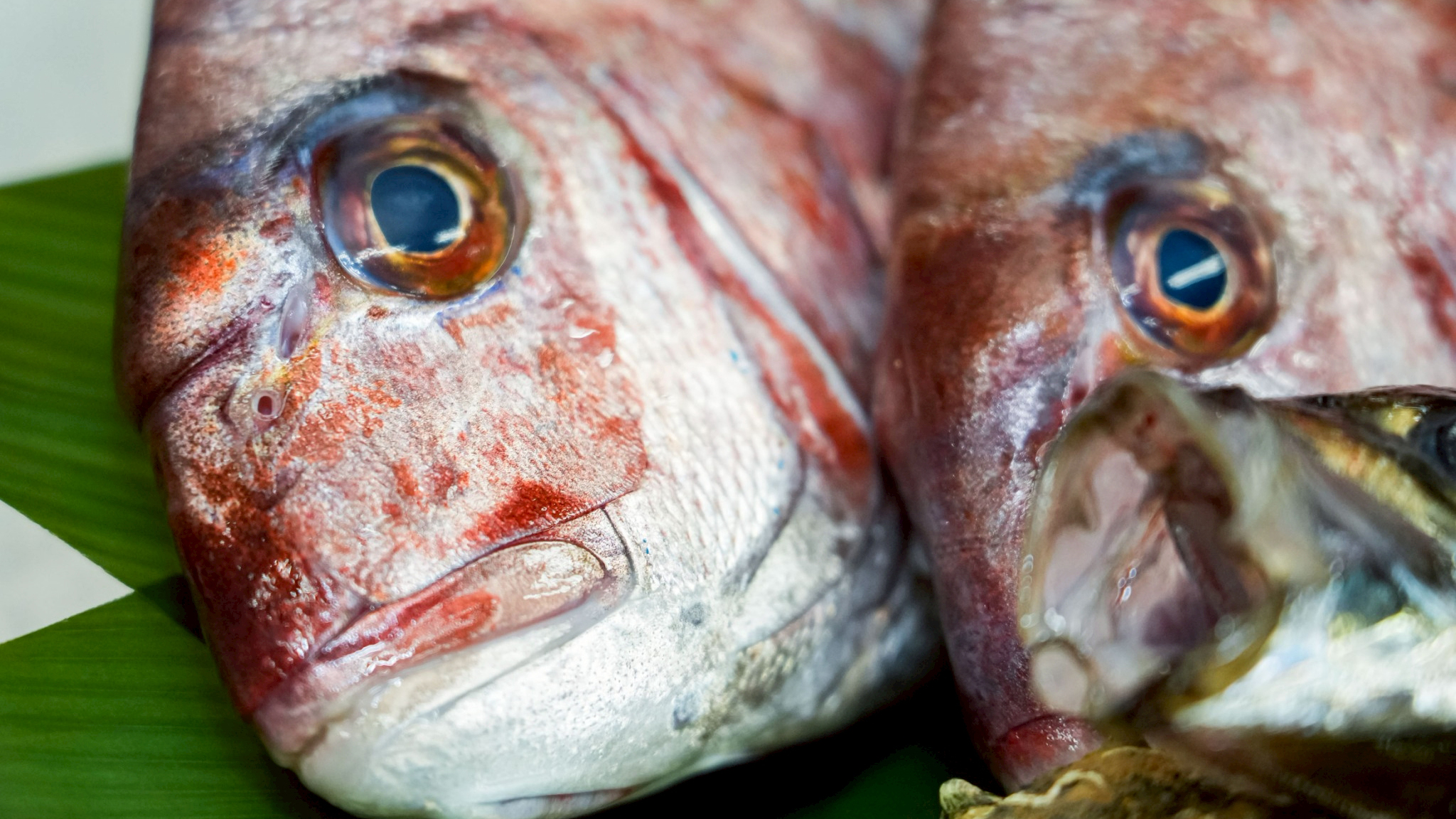 *食材イメージ/日本海から直送、今日の&ldquo;ごちそう&rdquo;