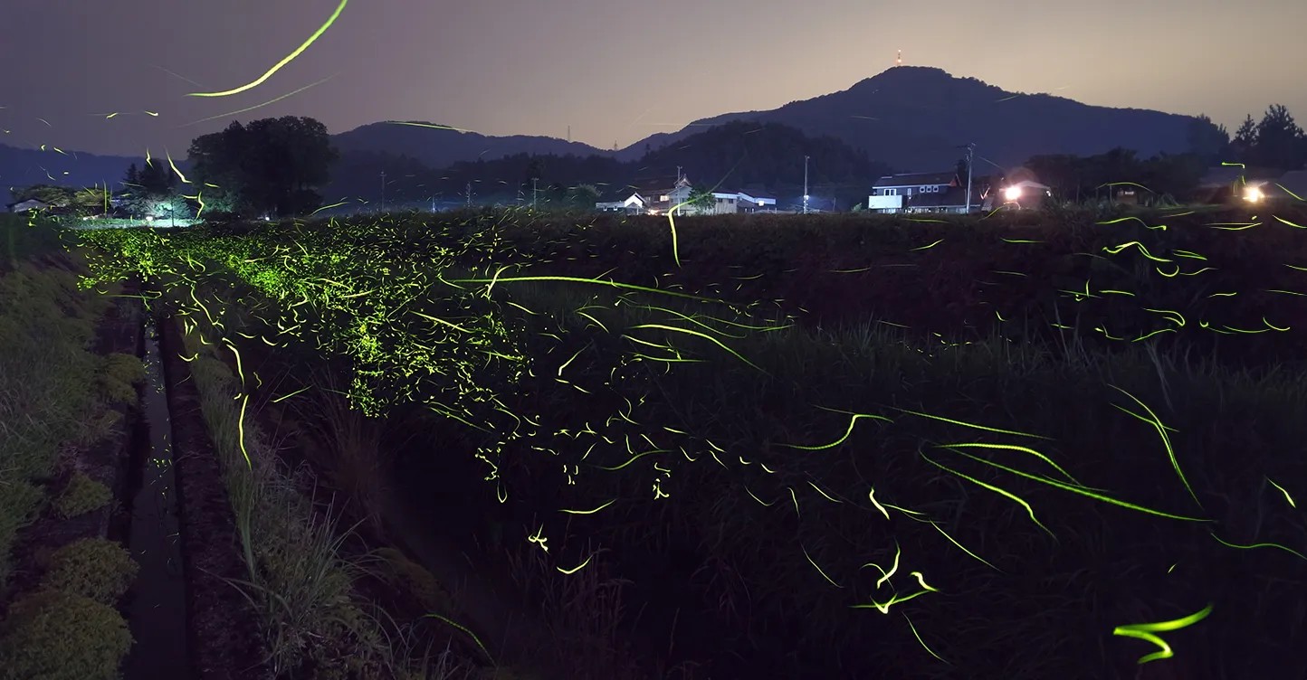 周辺観光：運が良ければホタルの群生も「伊沢川」