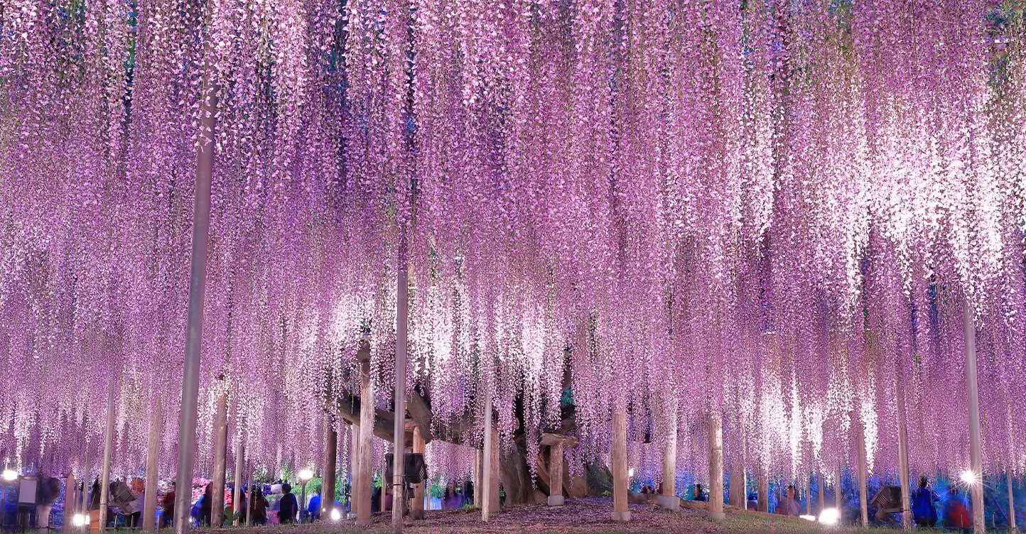 周辺観光：天然記念物「千年藤」