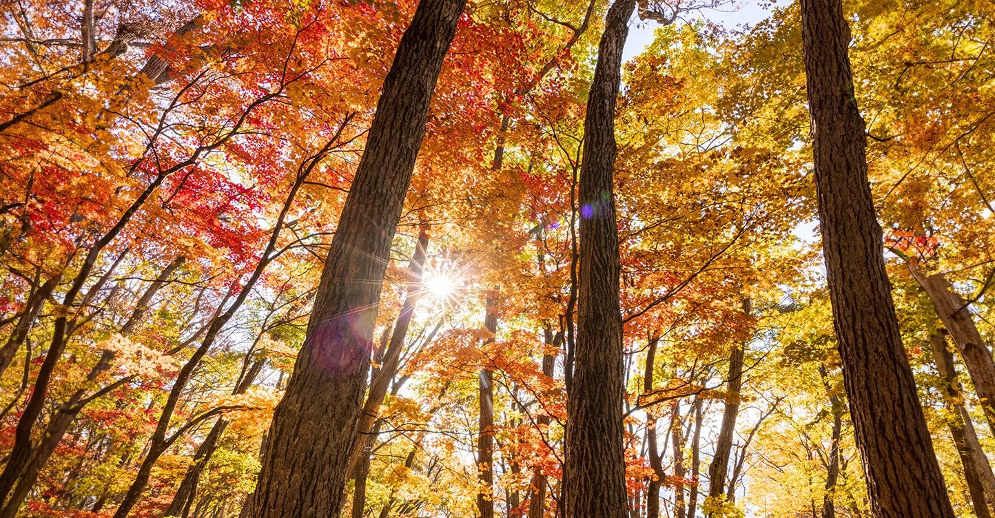 周辺観光：「もみじ山」