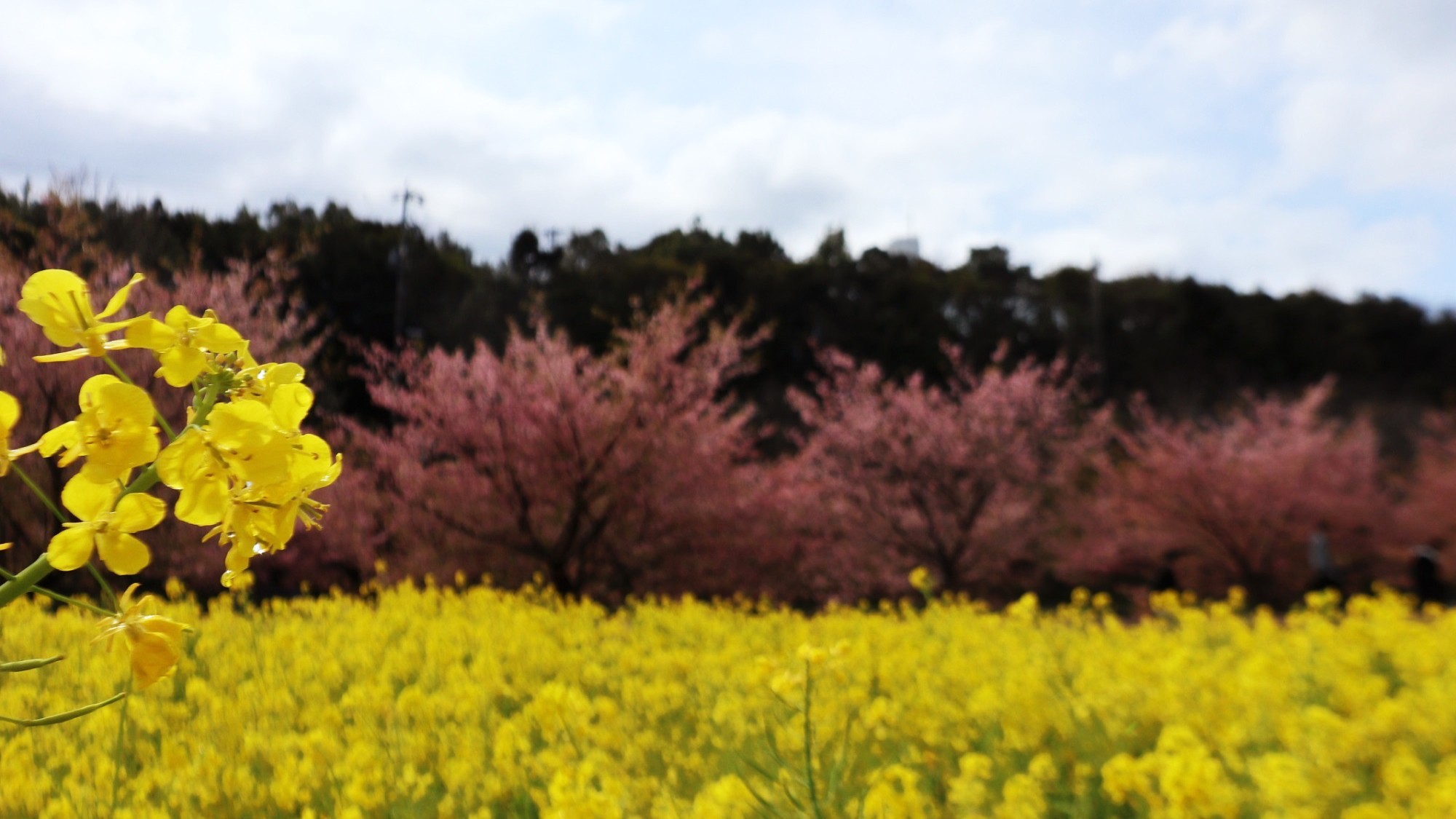 東大山花川沿い（3）