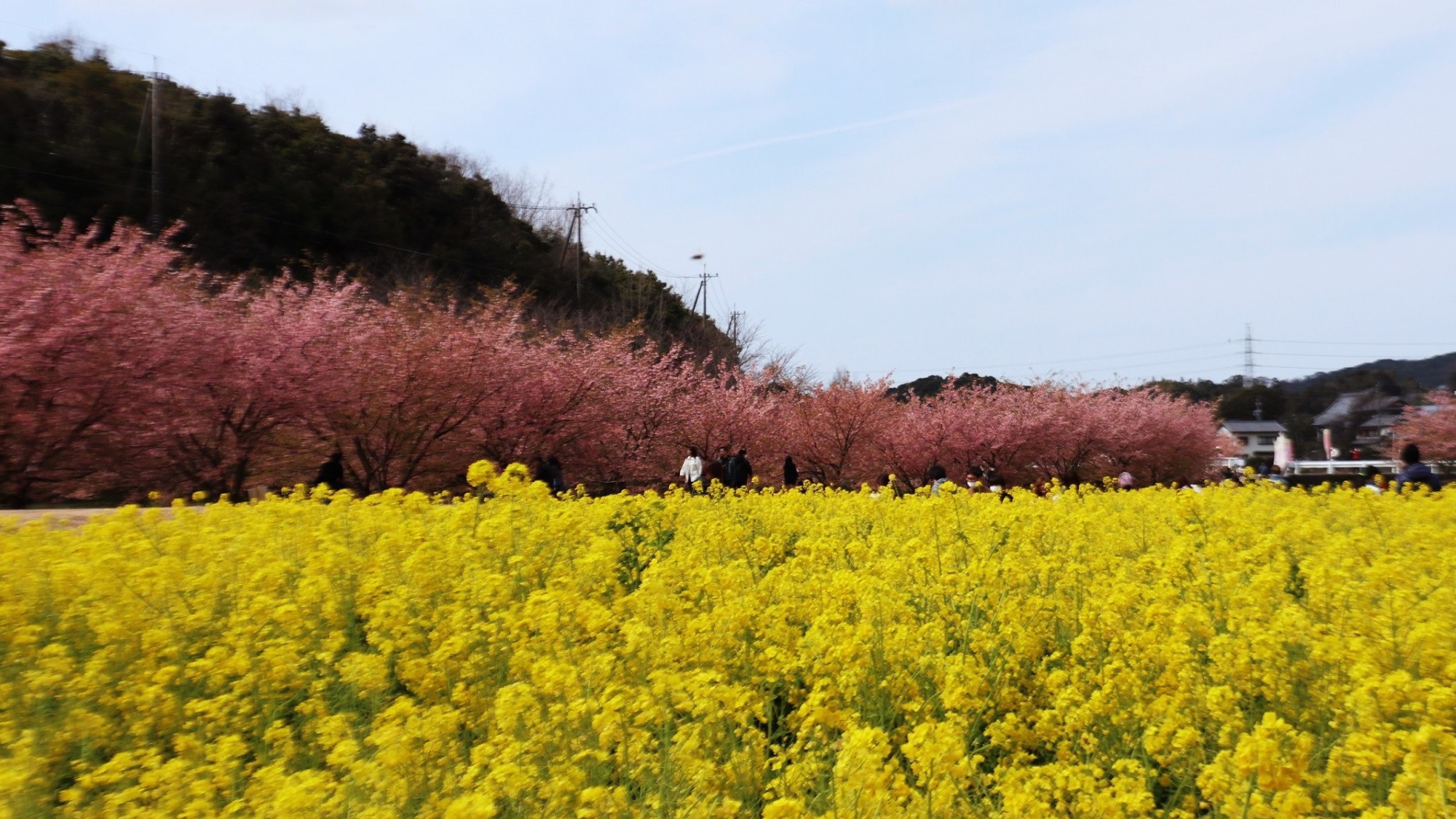 東大山花川沿い（1）