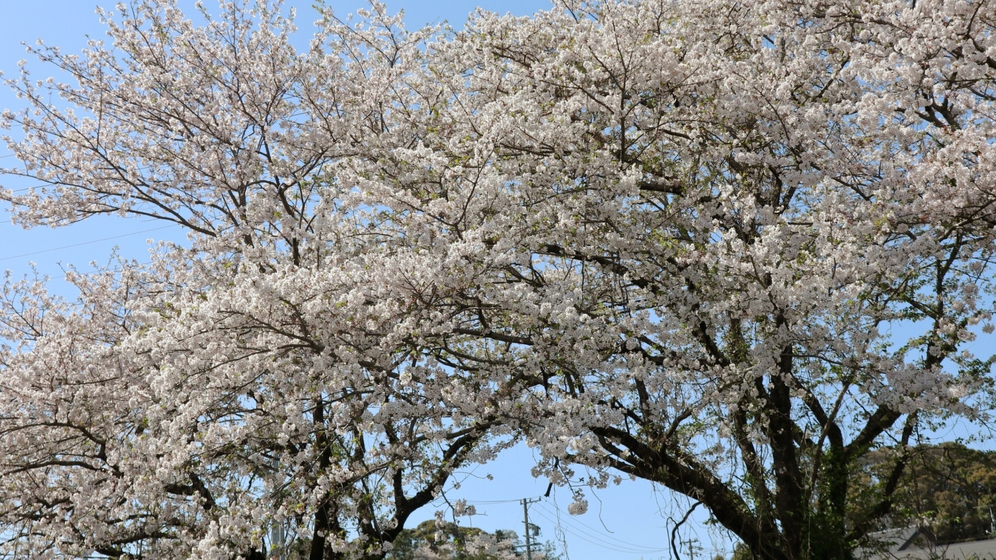 陣屋川の桜堤（2）